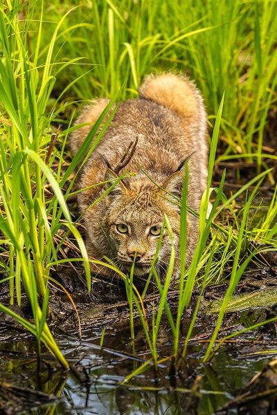 Minnesota-Pine County Lynx close-up